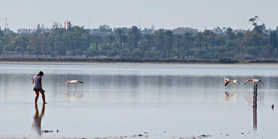 Αγανάκτηση για απουσία μέτρων προστασίας των Αλυκών Λάρνακας