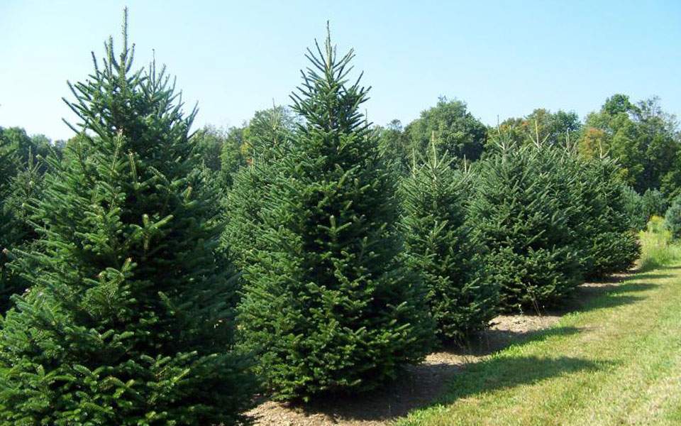 Που θα βρείτε αληθινό χριστουγεννιάτικο δέντρο-Ποιες οι τιμές