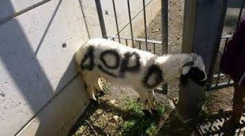 Κοινότητες κληρώνουν ζώα ως δώρα λες και είναι αναλώσιμα υλικά ΦΩΤΟ