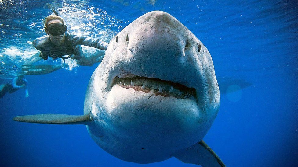 Σπάνια καταγραφή του μεγαλύτερου λευκού καρχαρία στον κόσμο (pics)