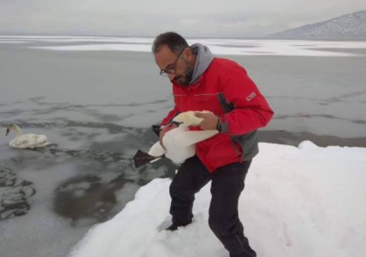 Εθελοντές σώζουν παγιδευμένα πουλιά στην παγωμένη λίμνη της Καστοριάς (εικόνες)
