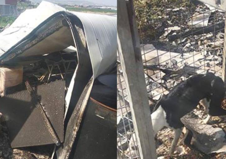 Λάρνακα: Νυχτοβάτες έκαψαν ζωντανό σκύλο (εικόνες)