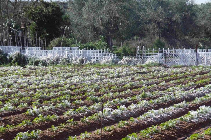 Ο παγετός κατέστρεψε πατατοφυτείες στα Κοκκινοχώρια