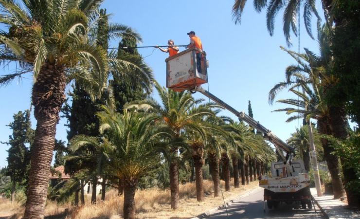 ΛΑΡΝΑΚΑ: Στο κελί τρεις αλλοδαποί φοιτητές που κλάδευαν φοινικόδεντρα