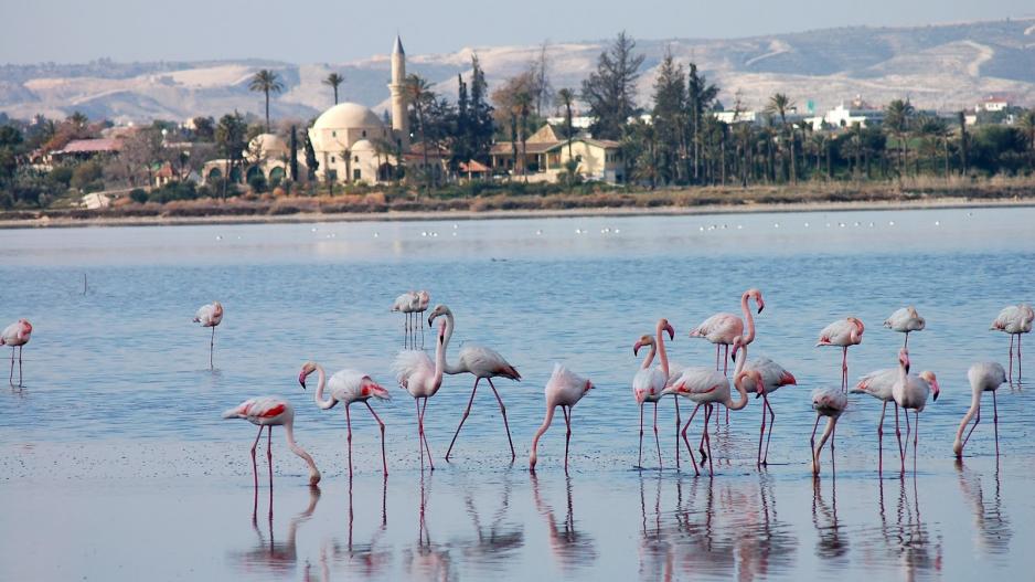 Σκέφτομαι τα Φλαμίνγκο…