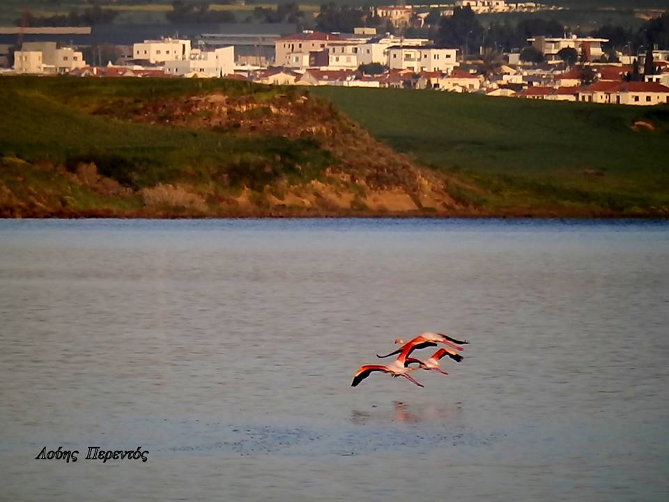 “Seasons in the sun-Larnaka salt lake”