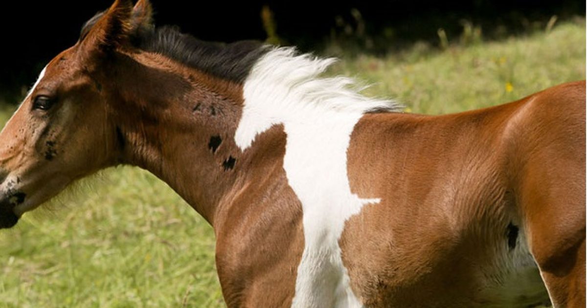 Άλογο γεννήθηκε με σχήμα αλόγου στην πλάτη του και είναι ό,τι πιο όμορφο