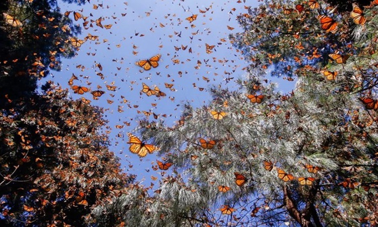 25.000 πεταλούδες ανά ώρα φτάνουν στην Κύπρο από το Ισραήλ (vid)