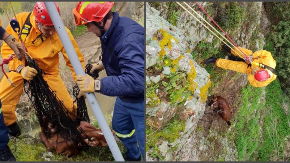 Κατέβηκαν σε γκρεμό είκοσι μέτρων για να διασώσουν ερίφιο (ΒΙΝΤΕΟ&ΦΩΤΟ)
