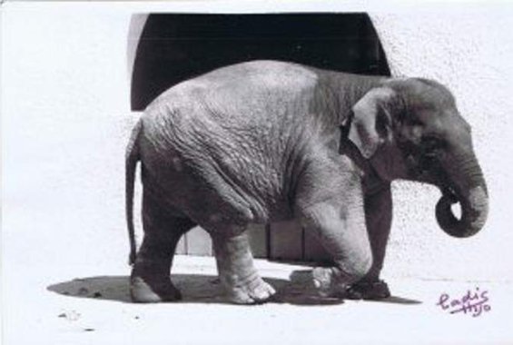 Πέθανε «ο πιο θλιμμένος ελέφαντας του κόσμου»