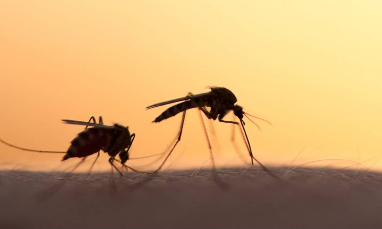 Φέτος θα δώσεις μεγάλη μάχη με τα κουνούπια