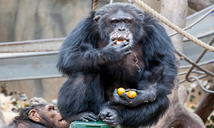 Απίστευτο! Επισκέπτες ζωολογικού έδωσαν ναρκωτικά σε χιμπατζή και παραλίγο να πεθάνει (pic)