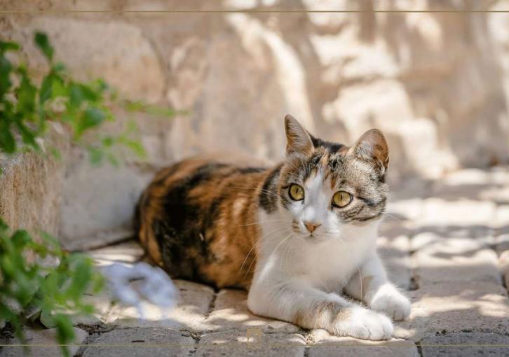 Τα 2 ξενοδοχεία της Κύπρου που έχουν χώρο φιλοξενίας για γάτες