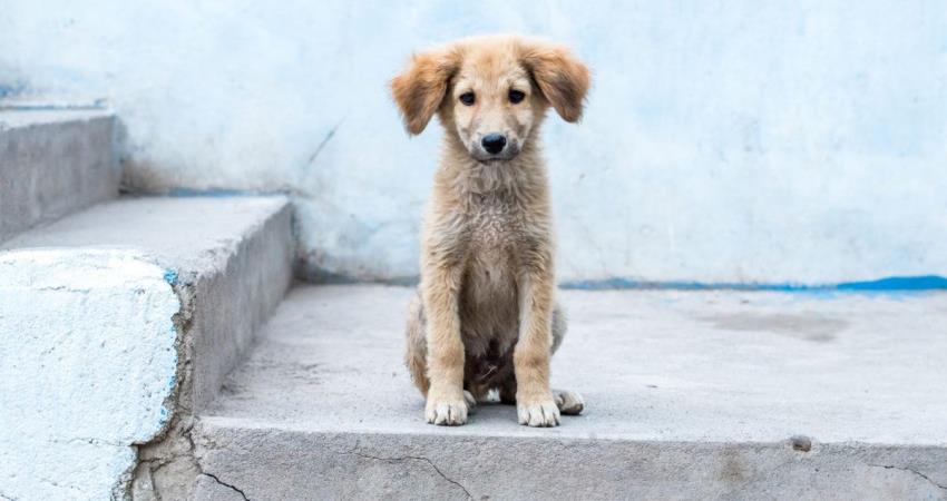 Μέτρα από τον Δήμο Λάρνακας για τα απορρίμματα σκύλων, έπειτα από παράπονα μαθητών