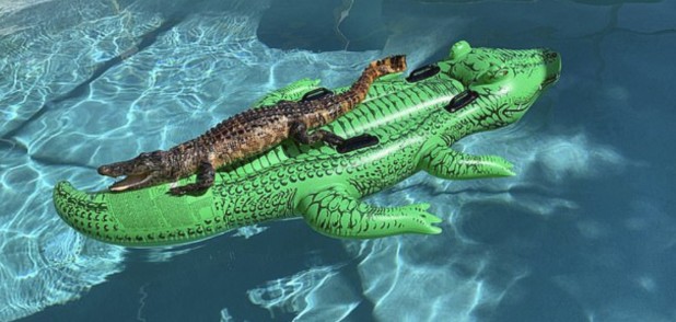 Νοίκιασαν Airbnb και στην πισίνα βρήκαν αλιγάτορα να αράζει πάνω σε στρώμα… αλιγάτορα! (pic)