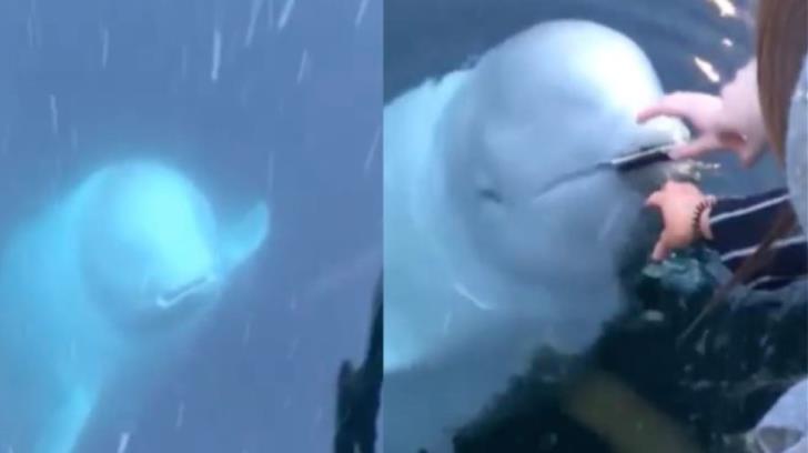«Ευγενική» φάλαινα επιστρέφει κινητό που έπεσε στη θάλασσα και γίνεται viral (βίντεο)