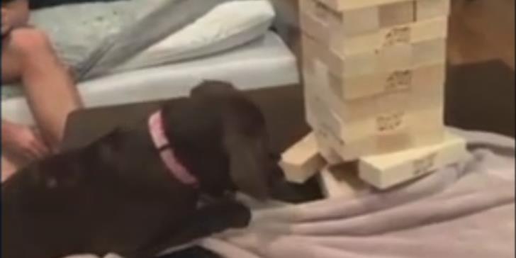 Σκύλος παίζει τζένγκα και αφαιρεί με δεξιοτεχνία τουβλάκι χωρίς να ρίξει τον πύργο (βίντεο)