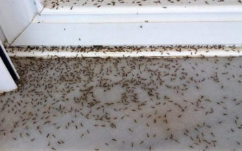 Μεγάλη μάχη με τα κουνούπια θα δώσει φέτος η Λάρνακα