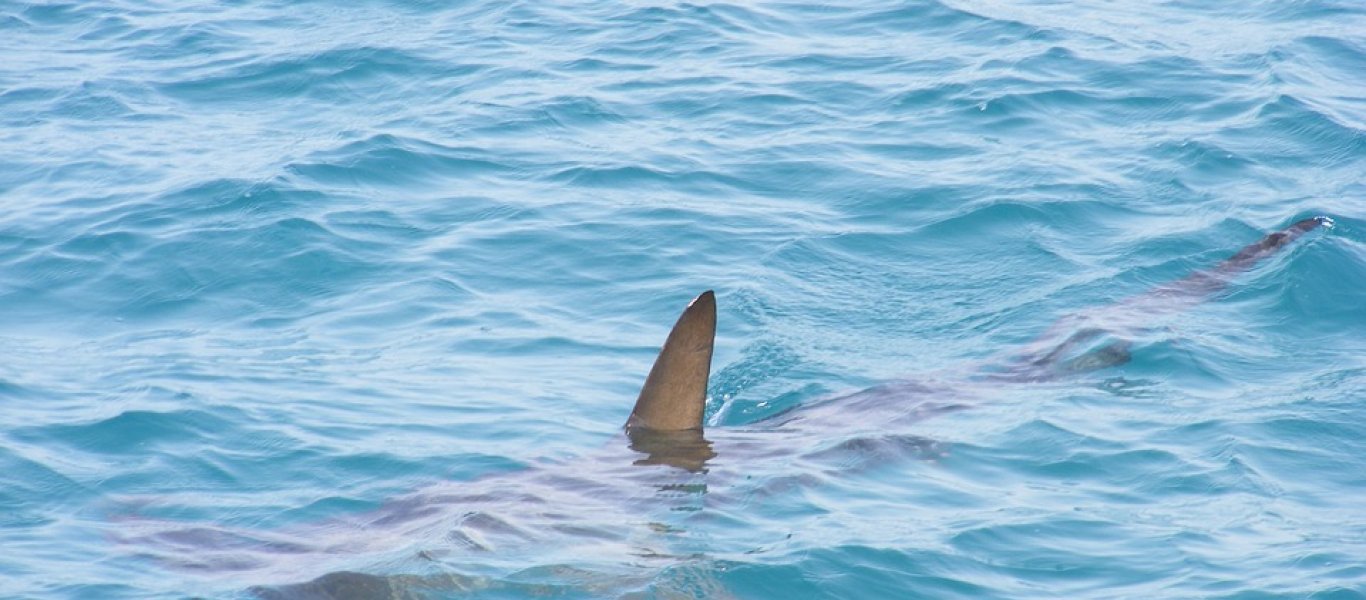 Εντοπίστηκε καρχαρίας στην κατεχόμενη Μόρφου (pic)