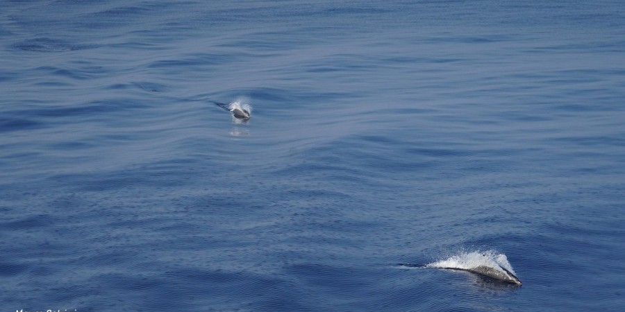 Δελφίνια στη Λεμεσό, φάλαινα στην Καρπασία-Μαγικές (Bίντεο – Φώτο)