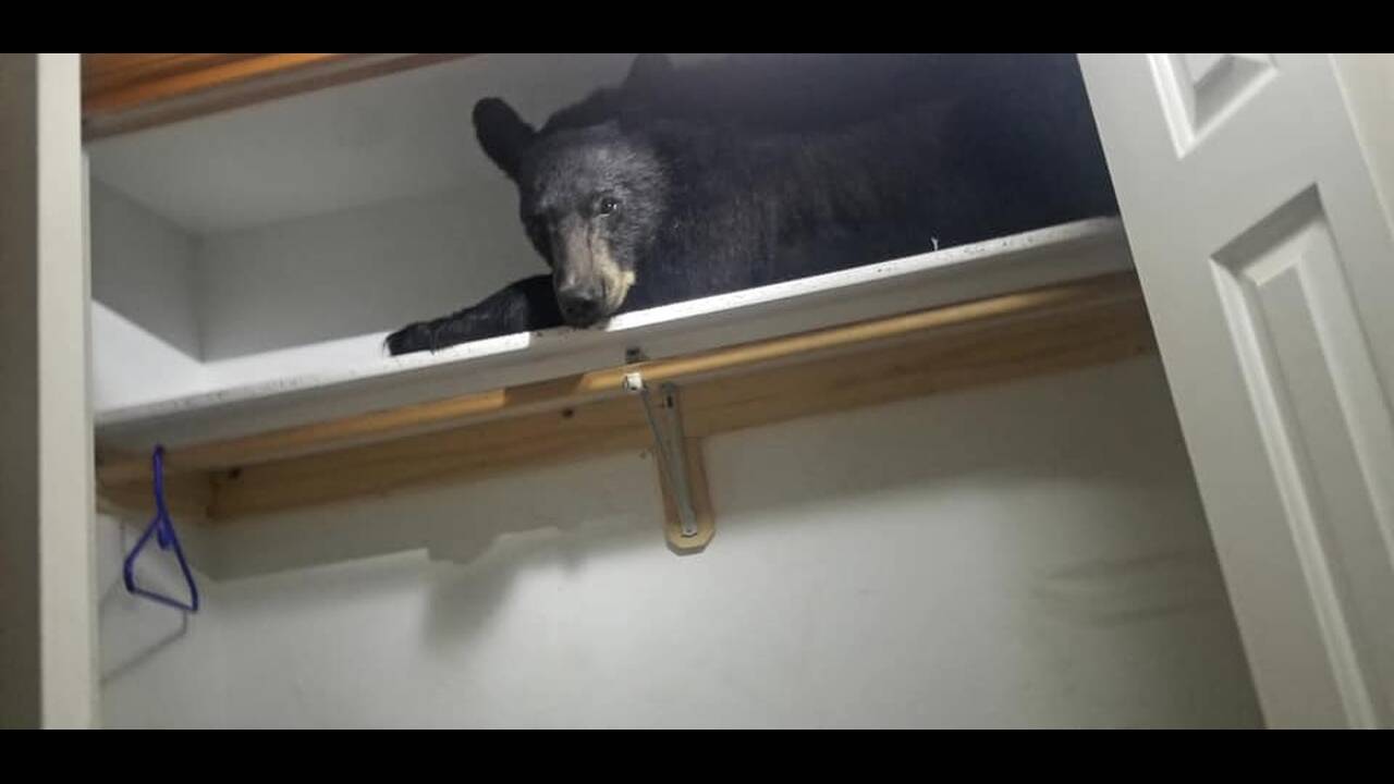 Άνοιξαν τη ντουλάπα τους και βρήκαν μία… αρκούδα!