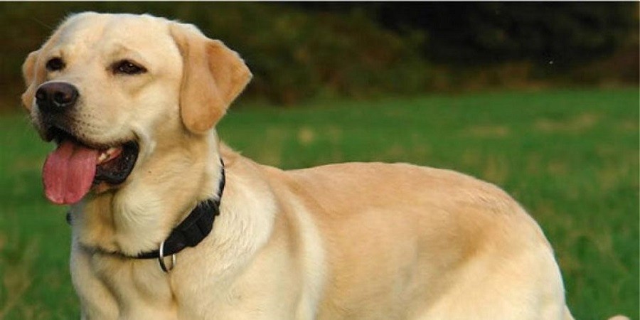 Χαιρετίζει το Κόμμα για τα Ζώα την απόφαση για σήμανση σκύλων