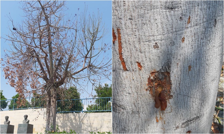 Θανατηφόρο εμβόλιο για δέντρα στην Αλαμινό (pics)