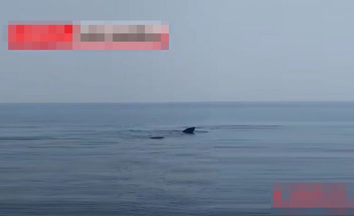 Φάλαινες θεάθηκαν ανοικτά της Καρπασίας (BINTEO)