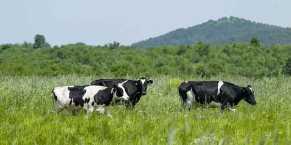 Αύριο τα εγκαίνια των γραφείων της Ένωσης Αγελαδοτρόφων Κύπρου στην Αθηένου από τον Υπ. Κώστα Καδή