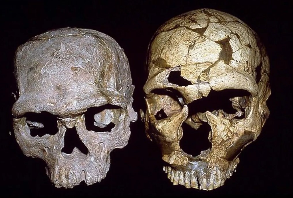 Το αρχαιότερο δείγμα κρανίου Homo Sapiens ανακαλύφθηκε στην Ελλάδα