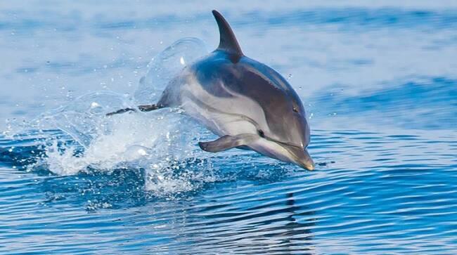 Ένα δελφίνι… κόβει βόλτες καθημερινά ανοιχτά της Λάρνακας (βίντεο)