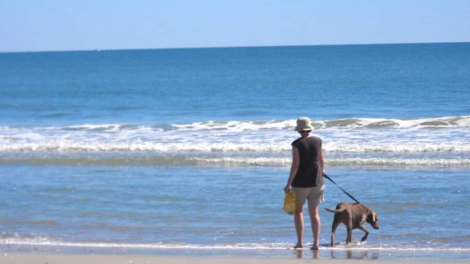 “Δεν βρίσκουν τις παραλίες για σκύλους ούτε με GPS” (ΒΙΝΤΕΟ)