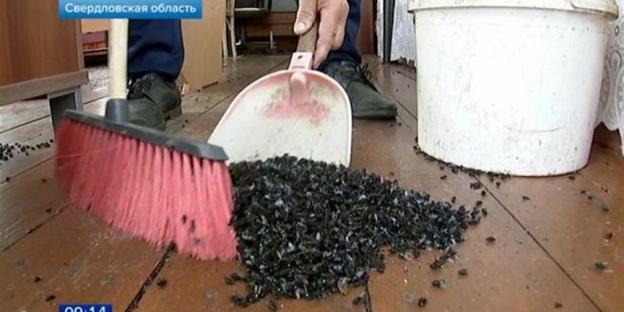 Εκατομμύρια μύγες εισέβαλαν σε χωριό της Ρωσίας (pic)