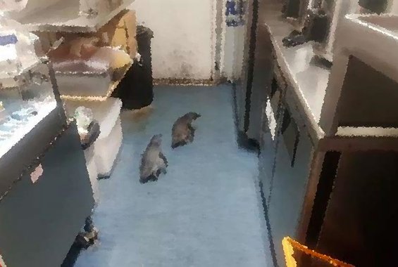 Συνελήφθησαν δύο πιγκουίνοι επειδή διέρρηξαν εστιατόριο σούσι