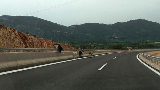 Επ.Λάρνακας-Μπήκαν οι κατσίκες στον αυτοκινητόδρομο