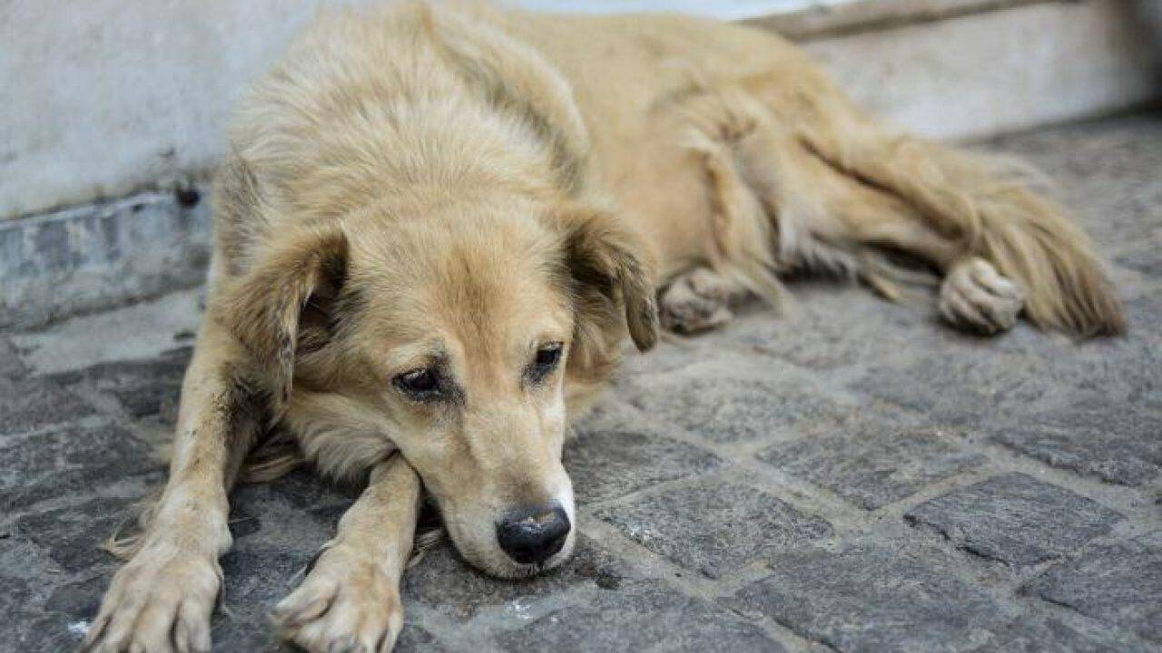 Αθλιότητα “Πυροβολούν κατοικίδια με αεροβόλα”