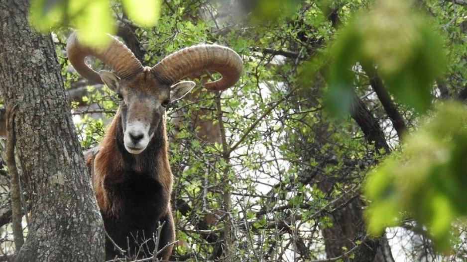 SOS για τα ζώα της Κύπρου λόγω κλιματικής αλλαγής