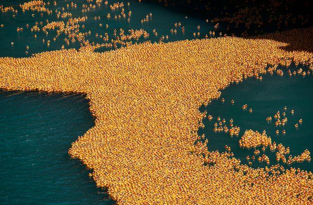 Χιλιάδες πλαστικά, κίτρινα παπάκια βρέθηκαν να… κολυμπούν στο ποτάμι του Σικάγο