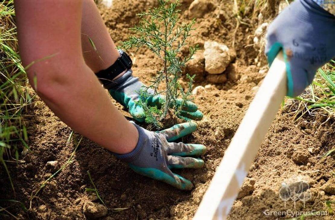 100.000 δέντρα θα φυτευθούν στη Λάρνακα