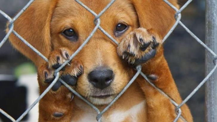 27 καταγγελίες φέτος για κακοποίηση ζώων