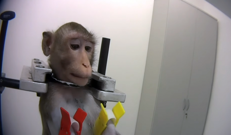 Σάλος στη Γερμανία με την κακοποίηση πειραματόζωων! Δένουν μαϊμούδες με μεταλλικές δαγκάνες (video)