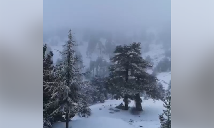 Κατάλευκο το Τρόοδος (βίντεο)