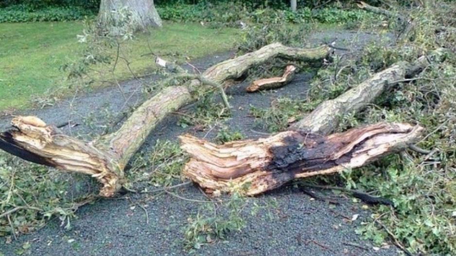 Λάρνακα: Πτώσεις δέντρων και διάφορα προβλήματα από την κακοκαιρία