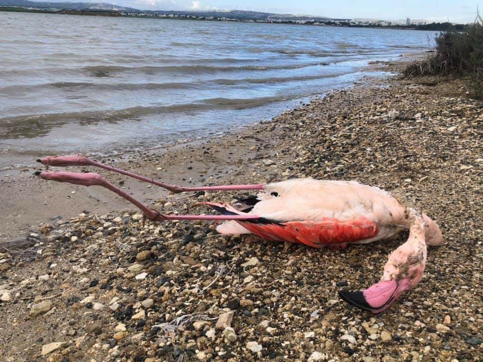 ΛΑΡΝΑΚΑ: Νεκρό φλαμίνγκο στην Αλυκή