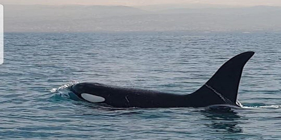 Εντοπίστηκε φάλαινα όρκα ανοιχτά της Κύπρου- Εντυπωσιακό βίντεο