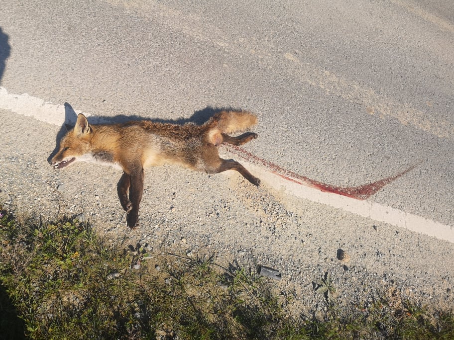 Νεκρή αλεπού στο δρόμο Ορόκλινης παρά την λίμνη