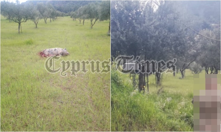 ΛΑΡΝΑΚΑ: Άγνωστοι πυροβόλησαν γουρούνι έξω από στρατόπεδο (pics)