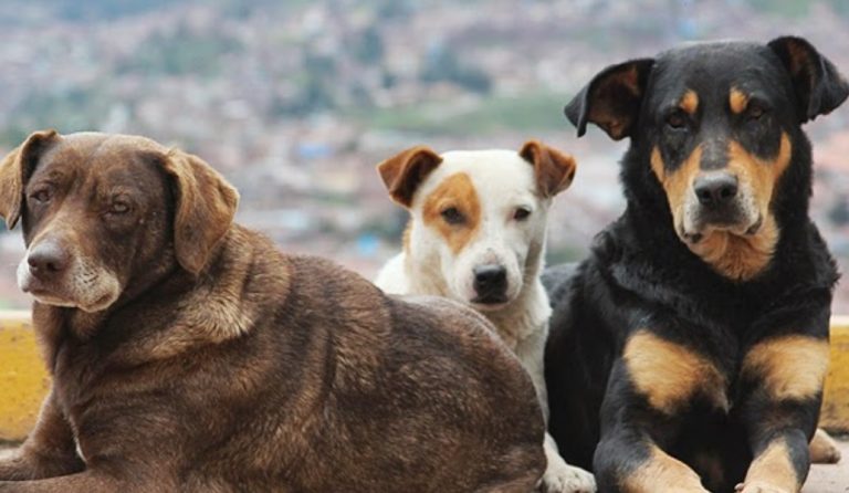 Ο Δήμος Λάρνακας φροντίζει για την σίτιση των αδέσποτων ζώων