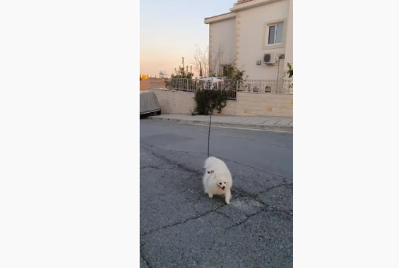 Έβγαλε βόλτα τον σκύλο του με drone και έγινε παγκόσμιο viral [ΒΙΝΤΕΟ]