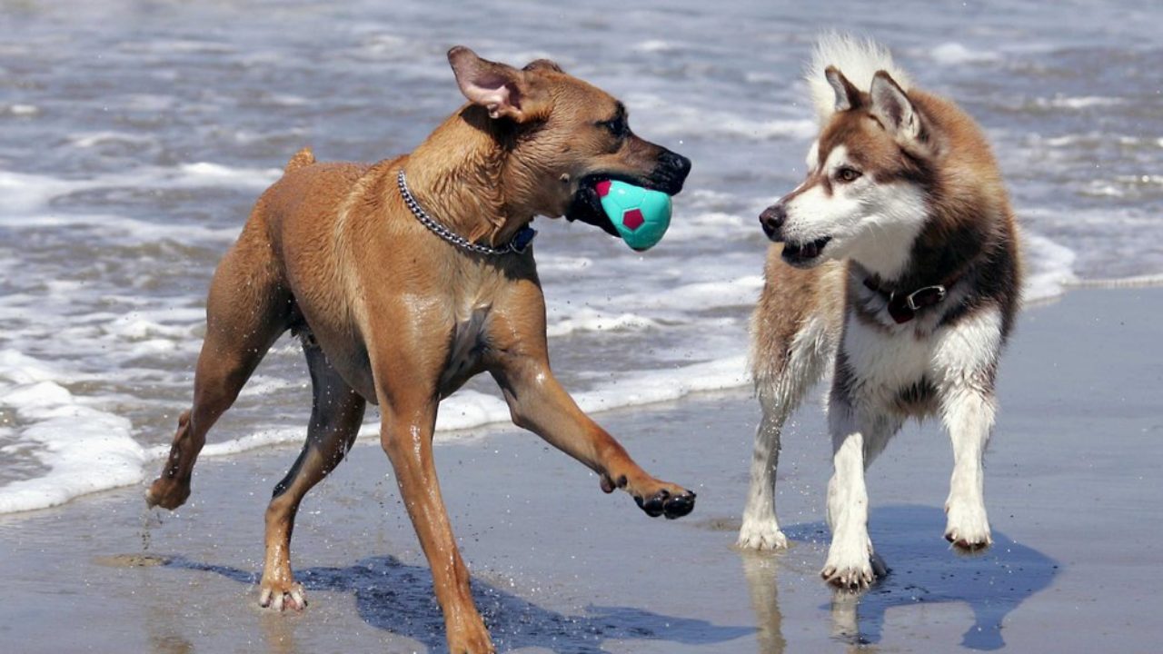 Τελείωσε η αυθαίρετη γενική απαγόρευση των σκύλων στις παραλίες